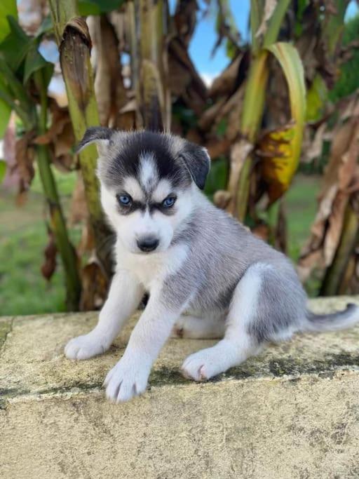 Gite Des Huskys Villa Tonnay-Charente Buitenkant foto