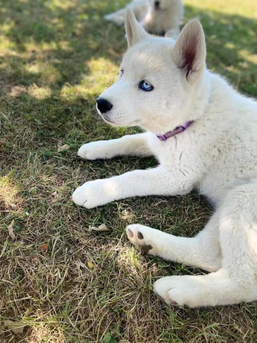 Gite Des Huskys Villa Tonnay-Charente Buitenkant foto