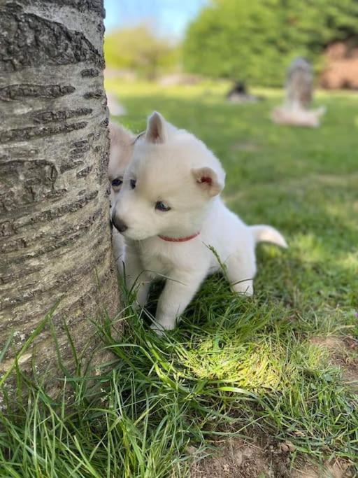 Gite Des Huskys Villa Tonnay-Charente Buitenkant foto