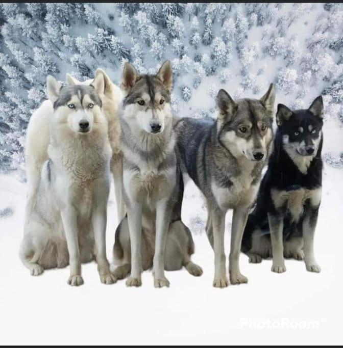 Gite Des Huskys Villa Tonnay-Charente Buitenkant foto