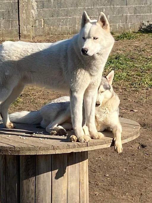 Gite Des Huskys Villa Tonnay-Charente Buitenkant foto